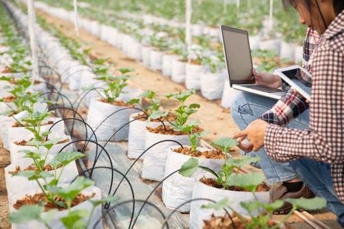Doanh nghiệp công nghệ 'xắn tay' phát triển nông nghiệp