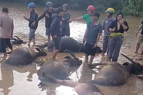 Đàn trâu chết la liệt dưới ruộng ở Đắk Lắk sau bão số 13 Kalmaegi