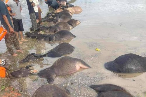 Đàn trâu chết ngạt sau bão số 13 Kalmaegi ở Đắk Lắk