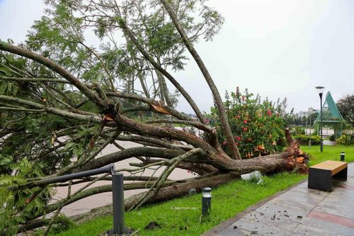 Cây phượng đẹp nhất hồ Xuân Hương, Đà Lạt bật gốc do bão số 13
