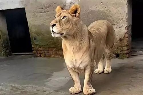 Sư Tử ở Trung Quốc 'gây sốt' với ngoại hình chân ngắn dễ thương