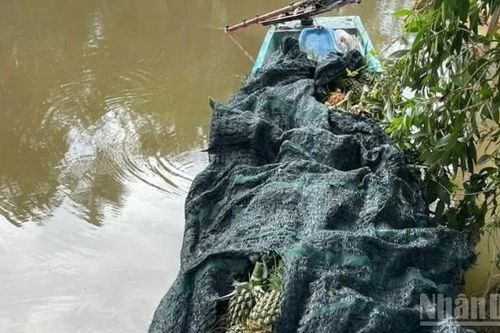 Đồng Tháp: Xử lý nhiều đối tượng trộm khóm (dứa) của người dân