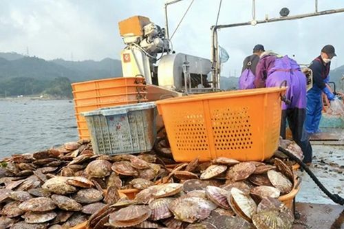Nhật Bản nối lại xuất khẩu hải sản sang Trung Quốc