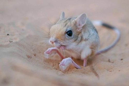 Tận mục loài 'kangaroo tí hon', sống nơi khắc nghiệt nhất quả đất