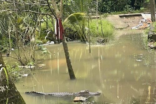 Truy tìm cá sấu bò vào vườn nhà dân khi triều cường ở Cần Thơ