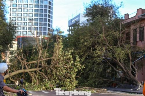 Quy Nhơn ngổn ngang cột điện gãy đổ, cổ thụ bật gốc sau bão