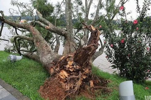 Cây phượng tím hàng chục năm tuổi bên hồ Xuân Hương Đà Lạt bị bão 13 'quật ngã'