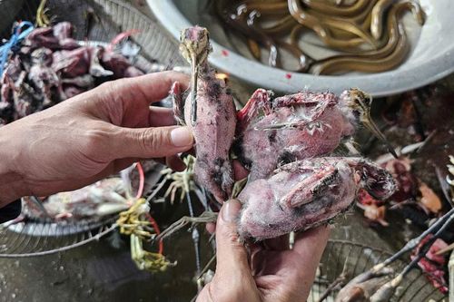 Những đàn chim trời… hấp hối
