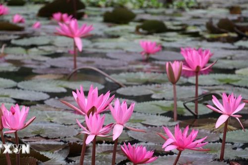 Ninh Bình: Mùa hoa súng nơi miền di sản