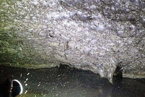Phát hiện mạng nhện lớn nhất thế giới tại biên giới Hy Lạp – Albania