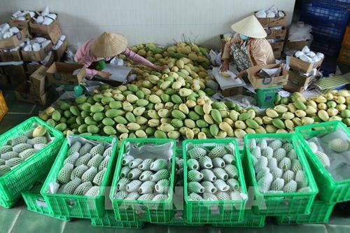 Giá xoài tại An Giang tăng mạnh