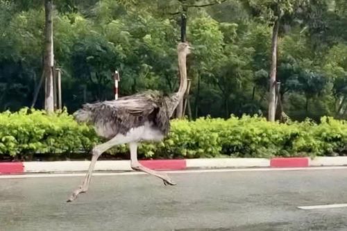 Một con chim đà điểu bị tạm giữ