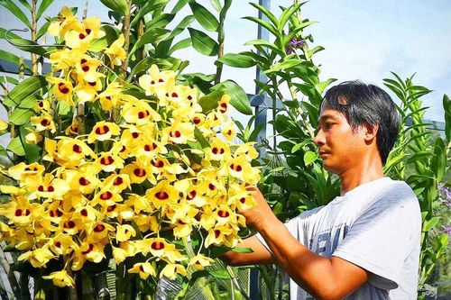 Nông dân Châu Phú tích cực xây dựng quê hương