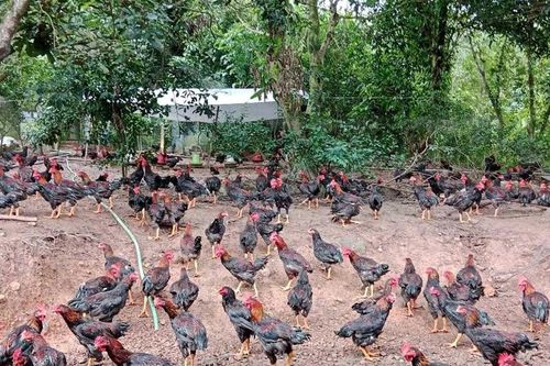 Tiếp sức người dân vùng cao phát triển chăn nuôi theo hướng hàng hóa