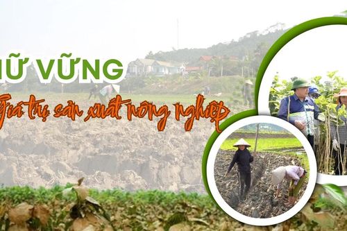 Giữ vững giá trị sản xuất nông nghiệp
