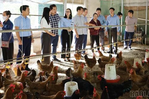 Tổng kết mô hình nuôi gà sinh sản tại xã Phong Hải