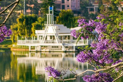 Người dân và du khách tiếc nuối khi 'cây phượng tím đẹp nhất Đà Lạt' ngã đổ