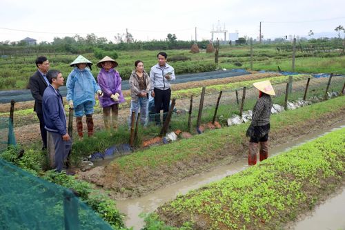 Khôi phục sản xuất vụ đông sau bão