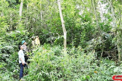 Bảo vệ rừng gắn với lợi ích kinh tế bền vững