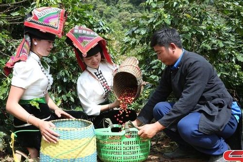 Mùa cà phê bội thu