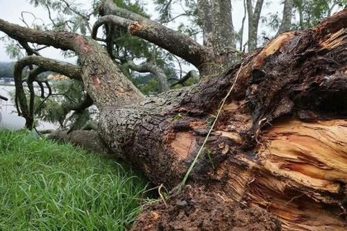 Cây phượng tím đẹp nhất Đà Lạt gãy đổ bên Hồ Xuân Hương