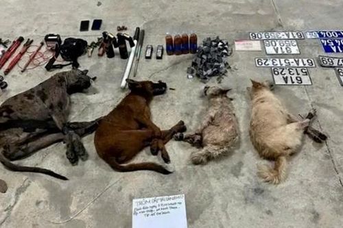 Bị truy đuổi, nhóm trộm chó bỏ ô tô để thoát thân