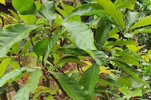 Trồng loại cây phong thủy này trước nhà, tiền tài đổ về như nước: Dễ sống, dễ chăm, hoa nở là có hỷ sự