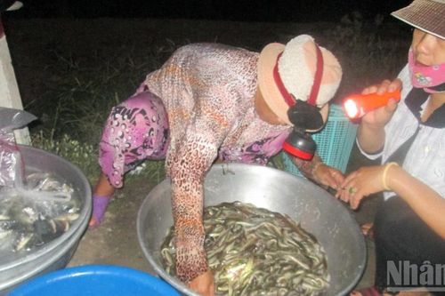 Đêm 'chợ ma' mùa nước nổi