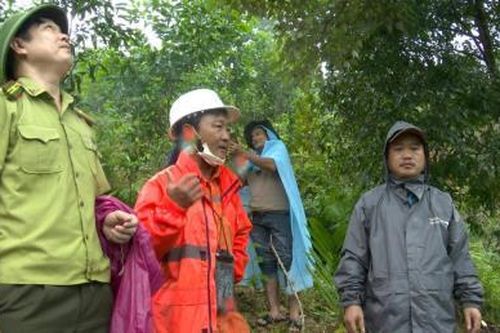 Cây cổ thụ uy hiếp khu dân cư