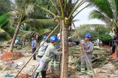 Quảng Ngãi: Dựng lại cây xanh, khẩn trương khắc phục ô nhiễm môi trường sau bão