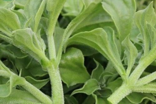 Loại rau 'đắt như thịt bò' 300.000 đồng/kg vẫn hút khách