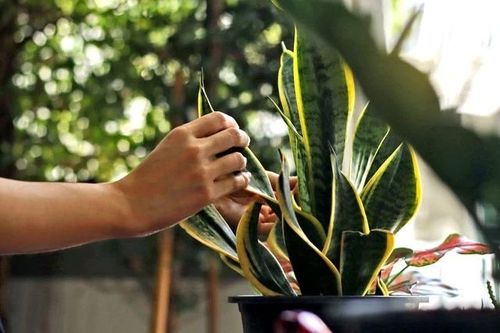 Top 8 loại cây chiêu tài, hút lộc cho năm 2026