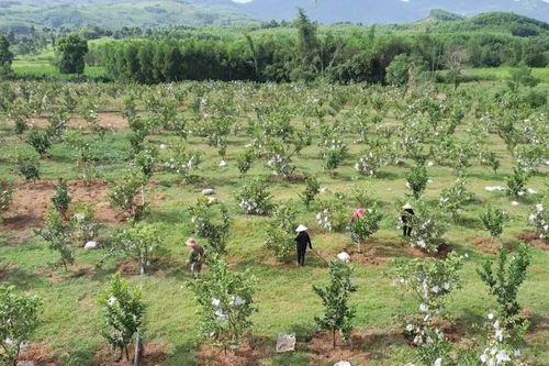 Từ đồi cằn thành vườn quả, nông dân Hrê thay đổi cuộc sống