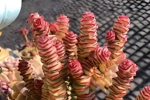 5 loại cây được giới nhà giàu ưa chuộng