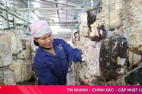 Hà Tĩnh nhân rộng mô hình trồng nấm