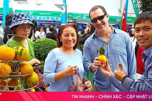 Cam chất lượng cao Hà Tĩnh 'đắt khách' từ đầu vụ