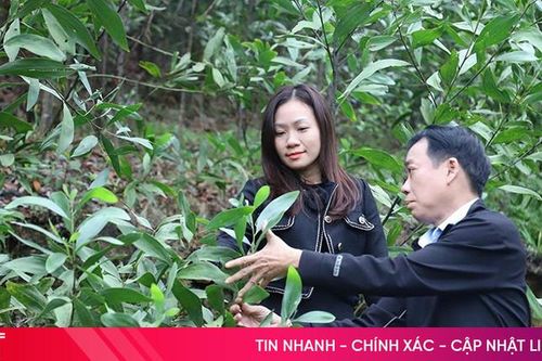 Trồng rừng thâm canh keo lai nuôi cấy mô: chống chịu thiên tai, tăng giá trị kinh tế