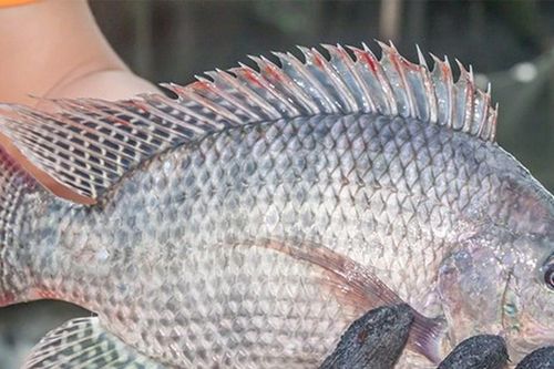 Việt Nam xuất khẩu lô hàng 700 tấn cá rô phi đầu tiên sang Brazil