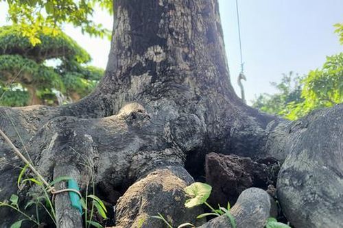 'Báu vật' trong vườn: Cây cảnh u cục được trả 2 tỷ nhưng chủ chê 'chưa tới giá'