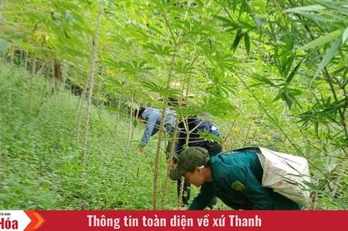 Cây sắn nơi vùng biên