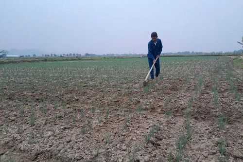 Nga Sơn gia tăng giá trị từ sản xuất vụ đông