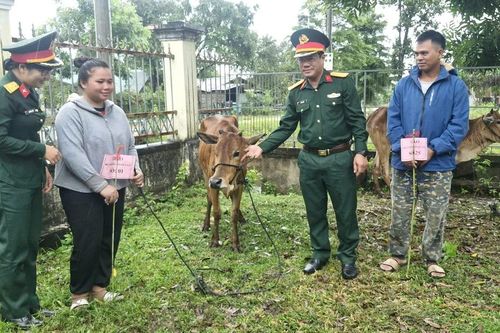 Đoàn Kinh tế-Quốc phòng 710 bàn giao 34 con bò sinh sản cho hộ nghèo