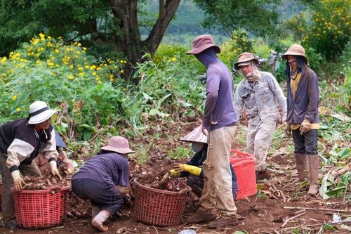 Mùa thu hoạch dong riềng ở núi lửa Chư Đang Ya