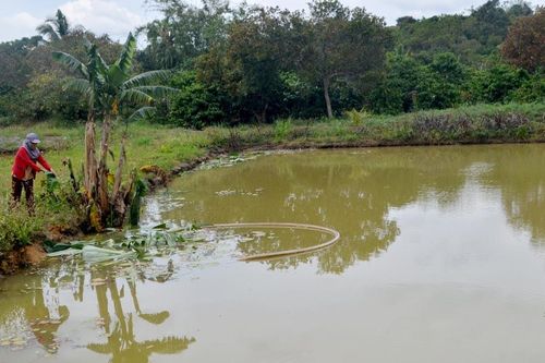 Sản xuất thủy sản nước ngọt ở phía Tây tỉnh