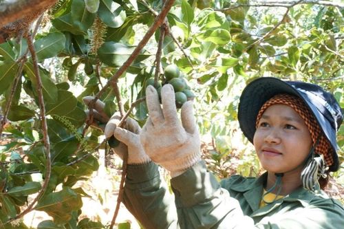 Hoàn thiện nhãn hiệu 'Mắc ca Lâm Đồng'