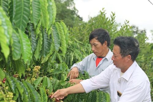 Giàng A Lỳ - điểm tựa lòng tin của người Mông