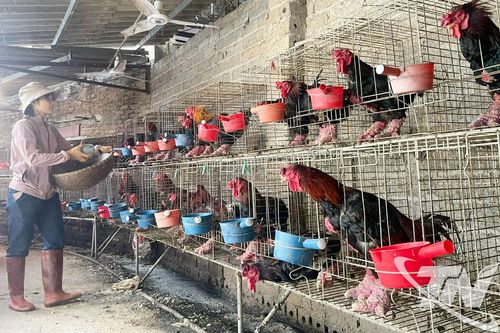 Khẩn trương tái đàn gia cầm