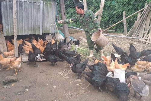Đảng viên vùng cao nêu gương trong phát triển kinh tế