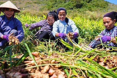Nông nghiệp hữu cơ - hướng sản xuất nâng cao giá trị nông sản