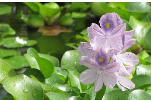 Đông Mỹ phát triển kinh tế xanh từ bèo tây